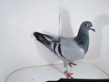 Pl-0287-2025-8013 Porsche 911 x DIRK VAN DE BULCK