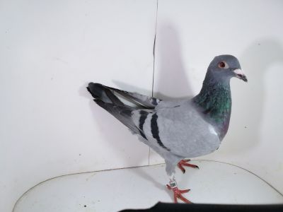 Pl-0287-2025-8013 Porsche 911 x DIRK VAN DE BULCK