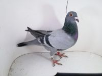 Pl-0287-2025-8031 Wagner 1253 x 563 Mega samica rozpłodowa