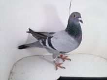 Pl-0287-2025-8031 Wagner 1253 x 563 Mega samica rozpłodowa