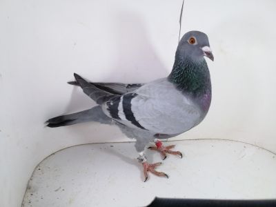 Pl-0287-2025-8031 Wagner 1253 x 563 Mega samica rozpłodowa