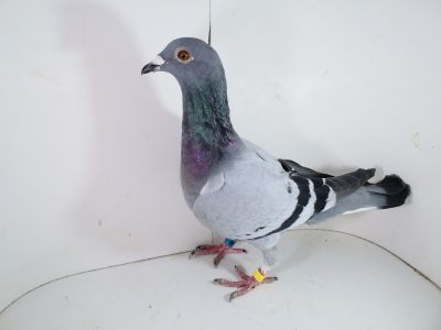 Pl-0287-2026-8902 Van Loon linia 1253 Wagner x Julia linia Asów x Kropka