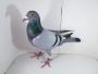 Pl-0287-2026-9080  Rodzice Orginał Jos Thone mega złączenie
