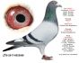 Pl-0287-2026-9082 Vercammen x Dirk Van De Bulck x Julia linia Asów