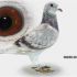 Pl-0287-2026-9142 Dirk Van De Bulck Linia Kittel x Rosita x 307 Schellens