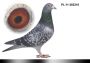 Pl-0287-2026-9142 Dirk Van De Bulck Linia Kittel x Rosita x 307 Schellens
