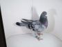 Pl-0287-2026-9144 Best Kittel x Jos Thone