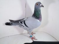 Pl-0287-2026-9150 Inbred na 1 Asa Okręgu Schellens x Harry