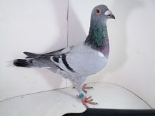 Pl-0287-2026-9150 Inbred na 1 Asa Okręgu Schellens x Harry