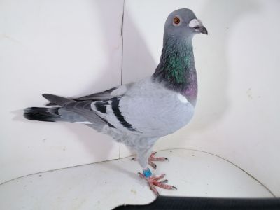 Pl-0287-2026-9150 Inbred na 1 Asa Okręgu Schellens x Harry