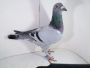 Pl-0287-2026-9150 Inbred na 1 Asa Okręgu Schellens x Harry