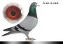 Pl-0287-2026-9150 Inbred na 1 Asa Okręgu Schellens x Harry