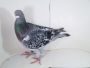 Pl-0287-2026-9155 ojciec i matka Orginał Jos Thone