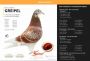 Pl-0287-2026-9163 Dirk Van De Bulck Linia Kittel x Rosita x Gripel Gede Rode