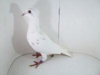 Pl-0287-2026-9167  Dirk Van De Bulck Linia Kittel x Rosita x Gripel Gede Rode
