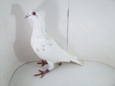 Pl-0287-2026-9167  Dirk Van De Bulck Linia Kittel x Rosita x Gripel Gede Rode