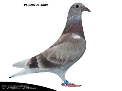 PL-0287-21-4009  Gebr. Janssen 100 %