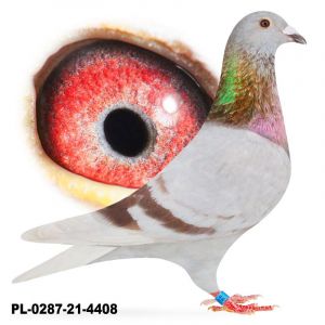 PL-0287-21-4408 - Syn 808 x Janssen - SAMICA w parze z samcem DV-04153-15-727