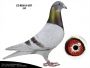 PL-0287-21-4408 - Syn 808 x Janssen - SAMICA w parze z samcem DV-04153-15-727