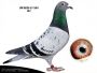 PL-0287-21-4408 - Syn 808 x Janssen - SAMICA w parze z samcem DV-04153-15-727