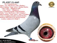 PL-0287-21-4445 Wnuk 4 oryginałów z hodowli Houben