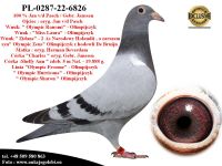 PL-0287-22-6826 Potomek 6 Olimpijczyków !!!
