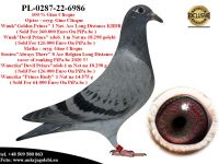 PL-0287-22-6986 Linia bazowa hodowli Gino Clicque