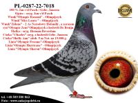 PL-0287-22-7018 Potomek 6 Olimpijczyków !!!