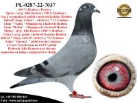 PL-0287-22-7037 Linia bazowa hodowli Houben / Roziers