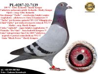 PL-0287-22-7139   Mega połączenie najlepszych gołębi z hodowli Gebr. Kokartis & Hardy Kruge