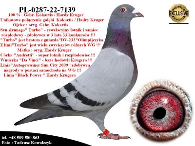 PL-0287-22-7139   Mega połączenie najlepszych gołębi z hodowli Gebr. Kokartis & Hardy Kruge