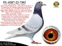 PL-0287-22-7302  Rewelacyjne połączenie gołębi Karol Paszek / Pieter Veenstra