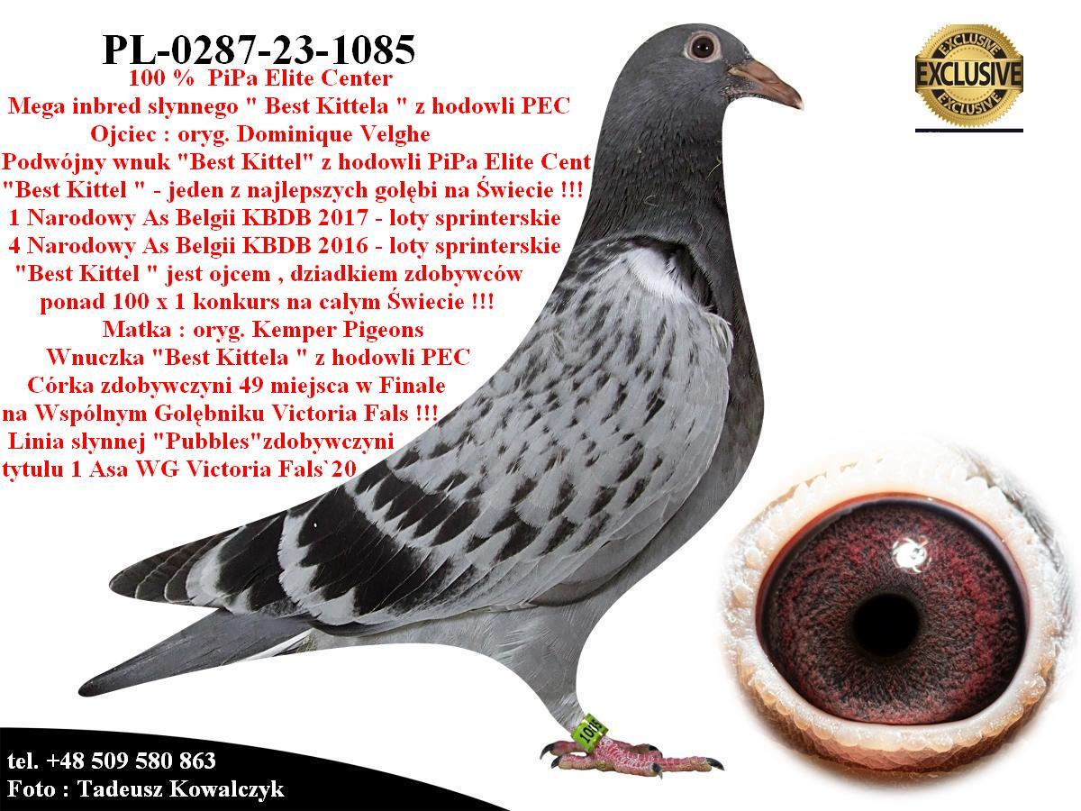 pl-0287-23-1085-super-inbred-best-kittel-pipa-elite-center,645a2e8e2226b.jpg