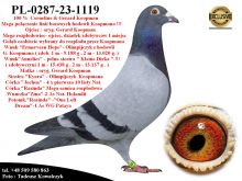 PL-0287-23-1119   Unikat- Potomek 2 oryginalnych gołębi z hodowli  Gerarda Koopmana