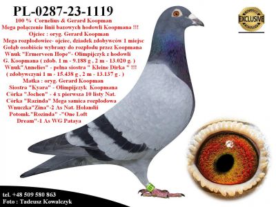 PL-0287-23-1119   Unikat- Potomek 2 oryginalnych gołębi z hodowli  Gerarda Koopmana
