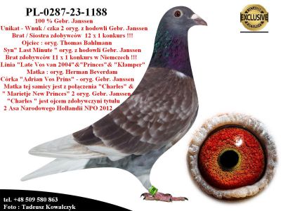 PL-0287-23-1188   Unikat - Wnuczka 2 oryginalnych gołębi Bracii Janssen