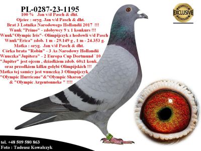 PL-0287-23-1195    Unikat- Linia bazowa hodowli Jan v/d Pasch