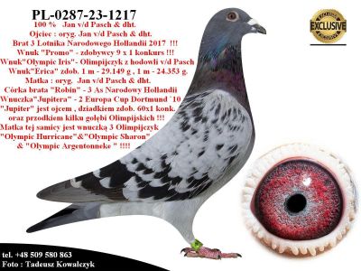 PL-0287-23-1217  Unikat- Linia bazowa hodowli Jan v/d Pasch