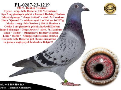 PL-0287-23-1219  Unikat- Linia bazowa hodowli Houben / Roziers