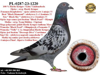 PL-0287-23-1220   Super linia hodowli Hardy Krugera