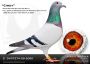 PL-0287-23-1230 Mega geny najlepszych gołębi Hardy Krugera
