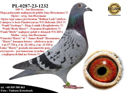 PL-0287-23-1232  Unikatowe połączenie gołębi Jana Hooymansa