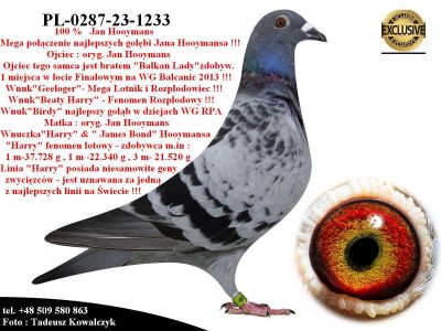 PL-0287-23-1233  Unikatowe połączenie gołębi Jana Hooymansa