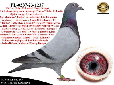 PL-0287-23-1237   Unikat - Inbred słynnego 