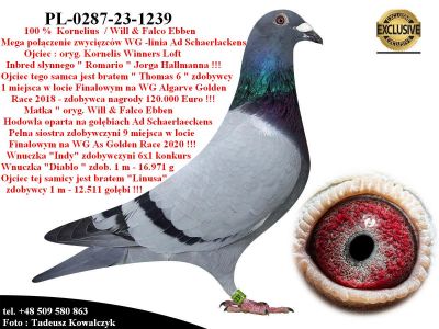 PL-0287-23-1239  Rewelacyjne połączenie na WG - linia 