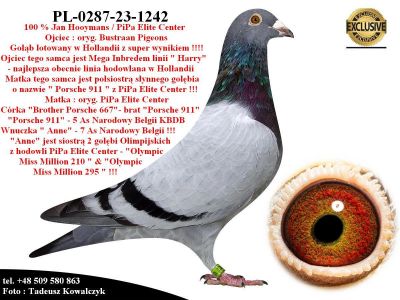 PL-0287-23-1242  Super inbred linii 