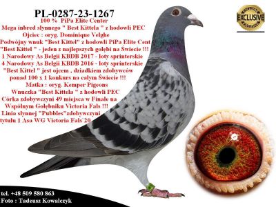 PL-0287-23-1267  Super inbred 