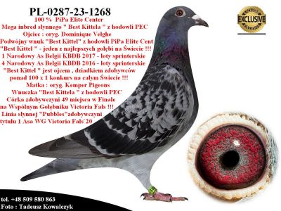 PL-0287-23-1268 Super inbred 