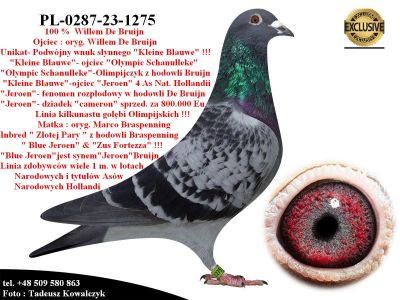 PL-0287-23-1275  Rewelacyjne połączenie gołębi Willema de Bruijn