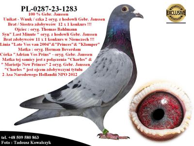 PL-0287-23-1283  Wnuk/czka 2 oryginalnych gołębi Bracii Janssen